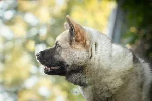 Dog from shelter, Maja | American Akita Female