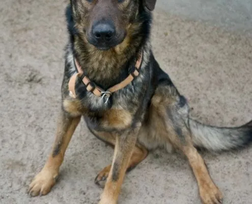 Dog from shelter, Drago | Schäferhund Mix Male