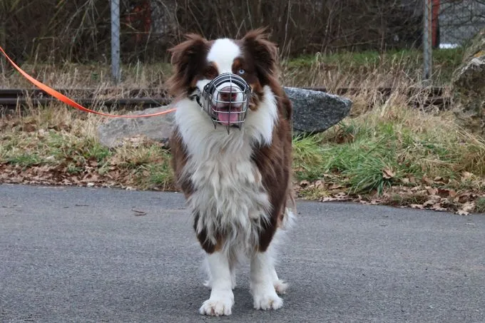 Ludi - Australian Shepherd zur Adoption