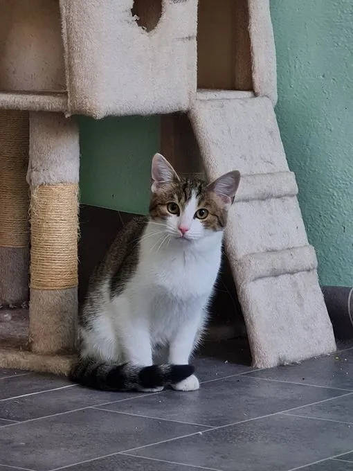 Muffin - EKH zur Adoption
