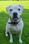 Dog from shelter, Fee | Weiß Am Bulldog Mischling Female