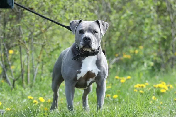 Dog from shelter, Blue | Staffordshire Mix Male