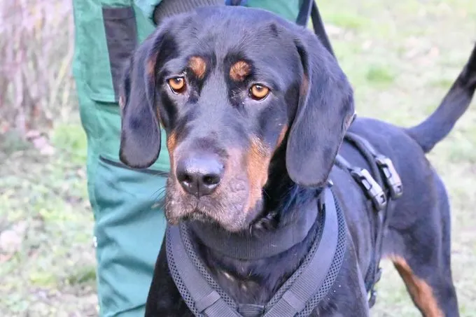 Dog from shelter, Pluto | Bracke Male