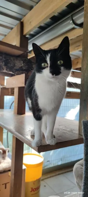 Cat from shelter, Penelope | Schwarz Weiß Europäisch Kurzhaar Female