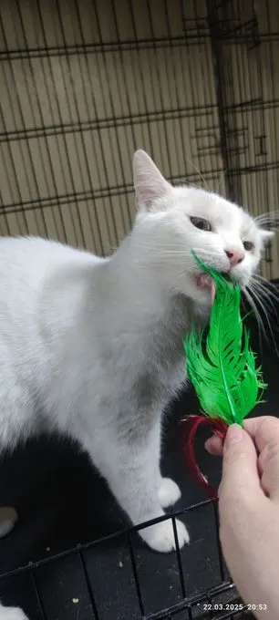 Katze aus Tierheim, Finsch Sucht Zuhause | Weiß Ek Bkh Mix Männlich