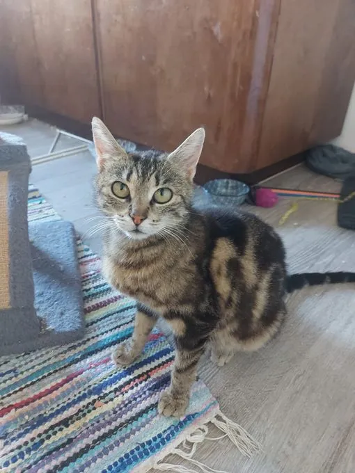 Robin - ekh zur Adoption