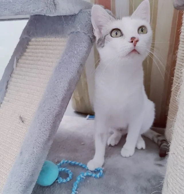 Susi - ekh zur Adoption