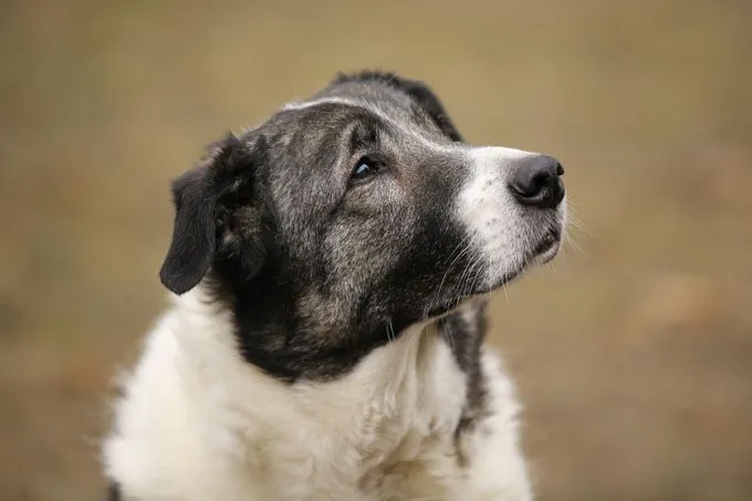 Hund aus Tierheim, Becca | Mischling Weiblich