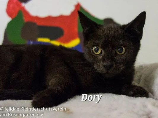 Cat from shelter, Dory Dina | Schwarz Getigert Europäische Hauskatze Female