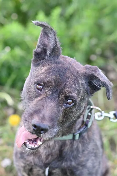 Dog from shelter, Donnie | Schnauzer Mix Female