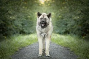 Dog from shelter, Maja | American Akita Female