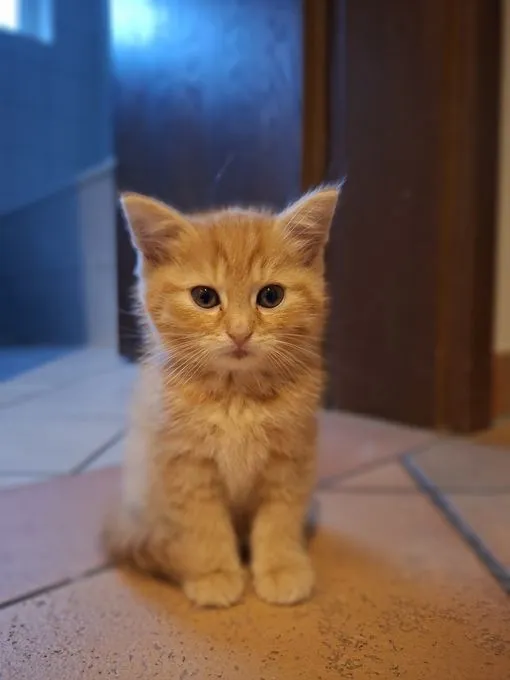Peper - ekh zur Adoption
