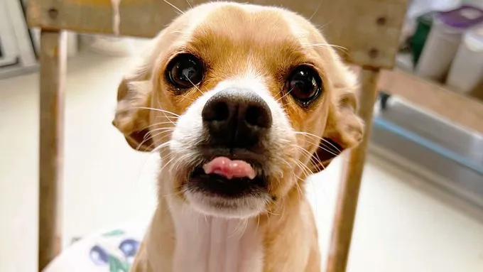 Dog from shelter, Wendy | Beagle Mops Mix Female