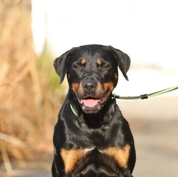 Hund aus Tierheim, Pfötchen | Dobermann Rottweiler Mix Weiblich