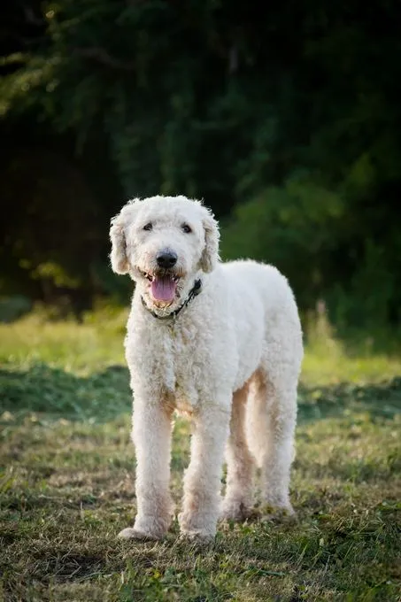 Pippa - mischling zur Adoption