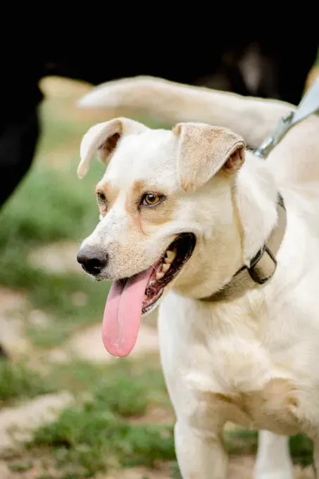Dog from shelter, Ice | Beige Mischling Female