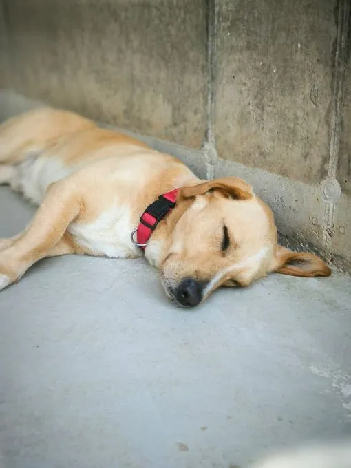 Dog from shelter, Oli | Hellbraun Dackel Labrador Mix Male