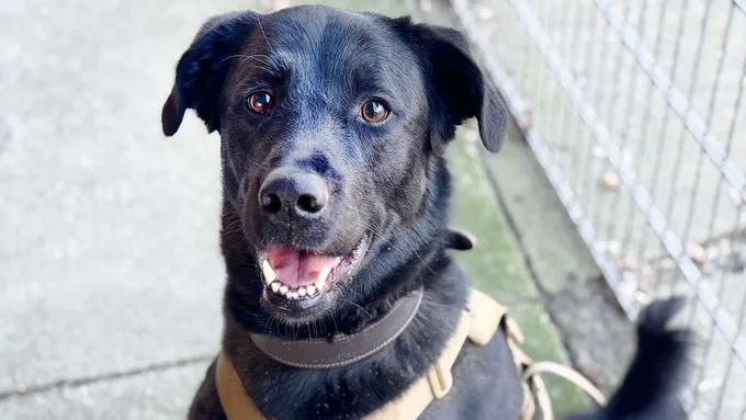 Rex - labrador-mix zur Adoption