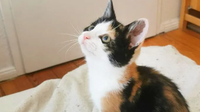 Ricki, Dicki & Dawn - ekh zur Adoption