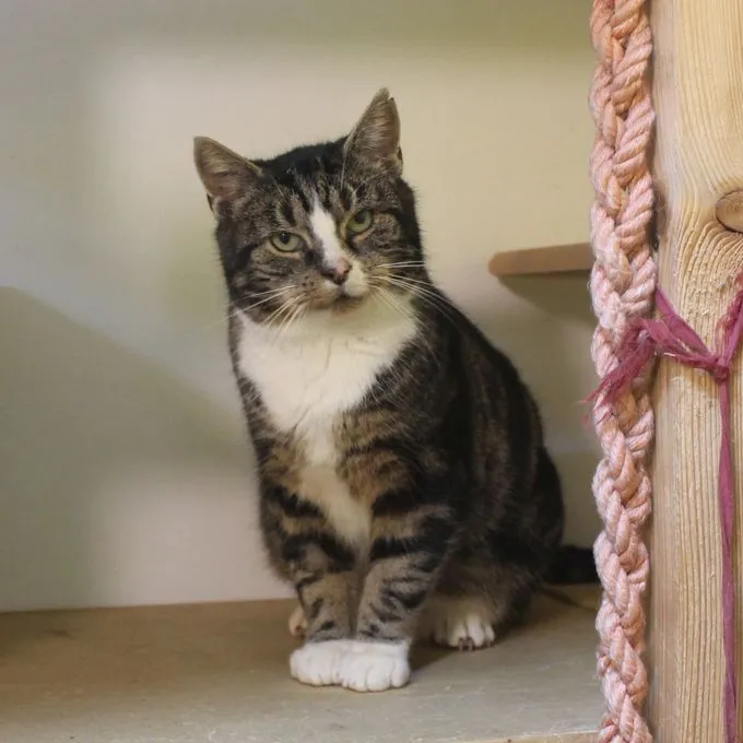 Katze aus Tierheim, Henry | Grau Gestromt Ekh Männlich
