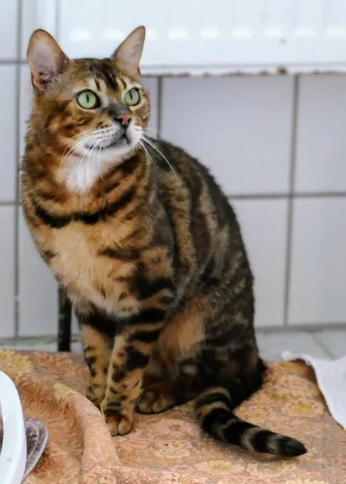 Cat from shelter, Bengal | Braun Schwarz Bengal Male