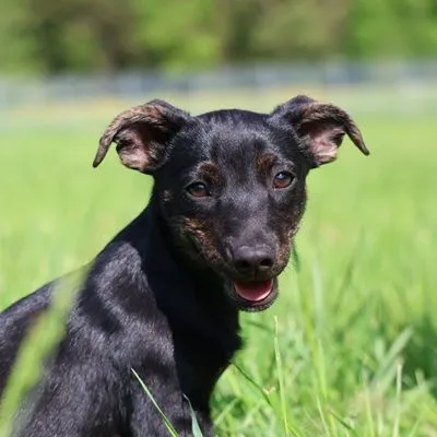 Dog from shelter, Rubble | Schwarz Mischling Male