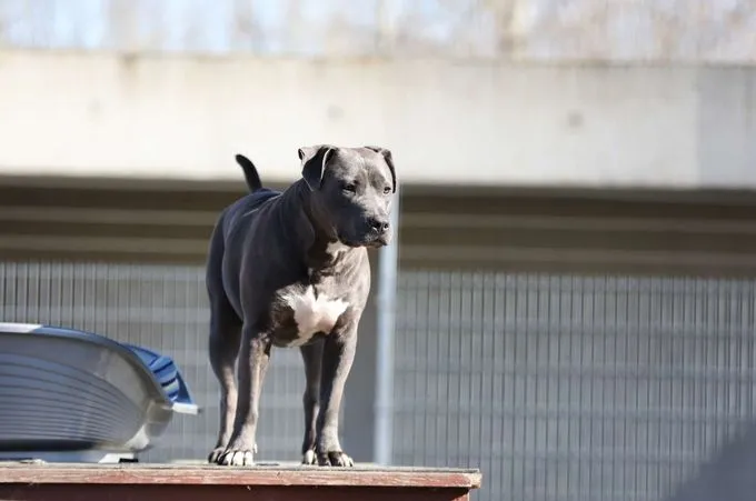 Hund aus Tierheim, Nero | Staffordshire Terrier Mix Männlich