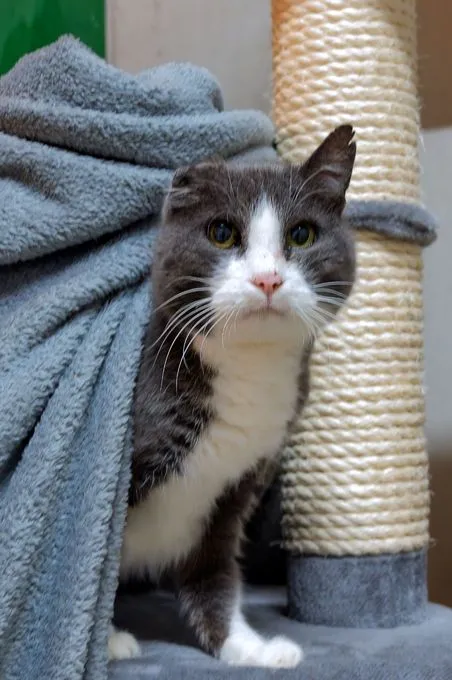 Cat from shelter, Rüdiger | Grau Weiß E Kh Male