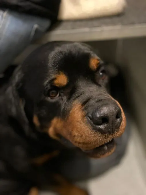 Dog from shelter, Diego | Schwarz Rottweiler Male
