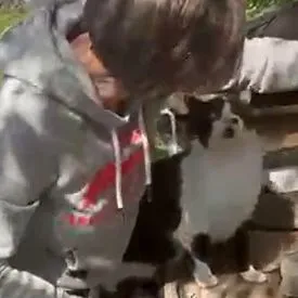 Katze aus Tierheim, Schatzemann | Schwarz Weiß Europäisch Kurzhaar Männlich