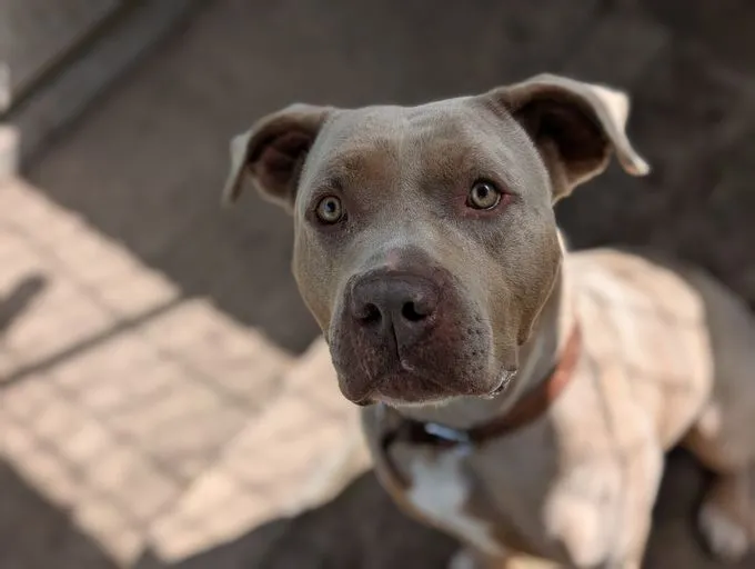 H25-027 Saphir - American Bulldog zur Adoption