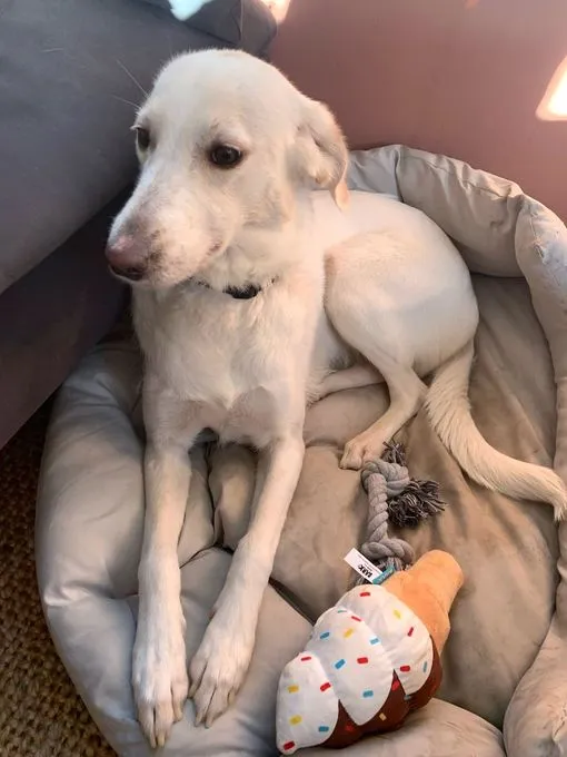 Jamba - Mischling zur Adoption