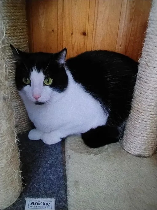 Cat from shelter, Flocke | Weiß Schwarz Europäische Hauskatze Male