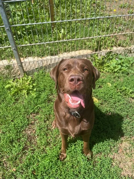 Dog from shelter, Torben | Braun Labrador Retriever Male