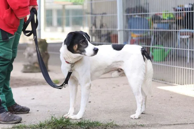 Hund aus Tierheim, Paul | Jagdhund Mix Männlich