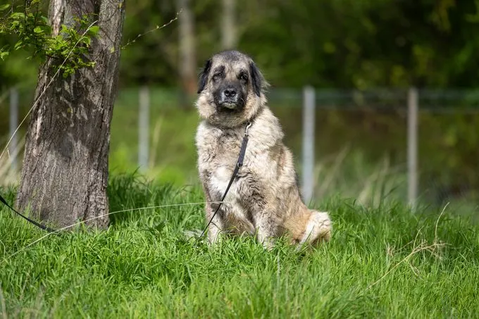 Hund aus Tierheim, Bumi | Beige Schwarz Kangal Mix Männlich