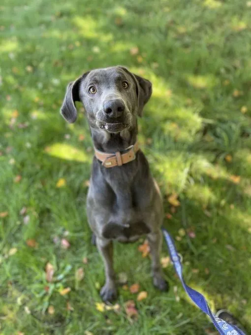 Dog from shelter, Marlo | Weimaraner Mix Male