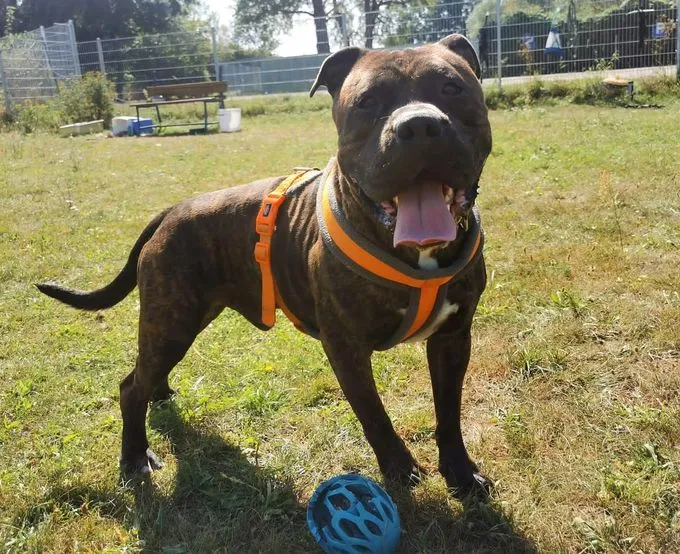 Shadow - American Bulldog zur Adoption