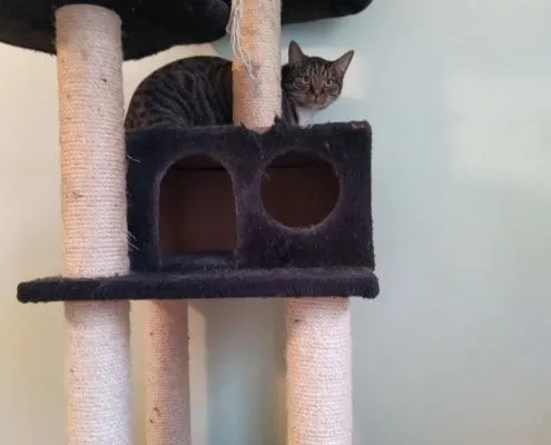 Katze aus Tierheim, Bismillah | Männlich