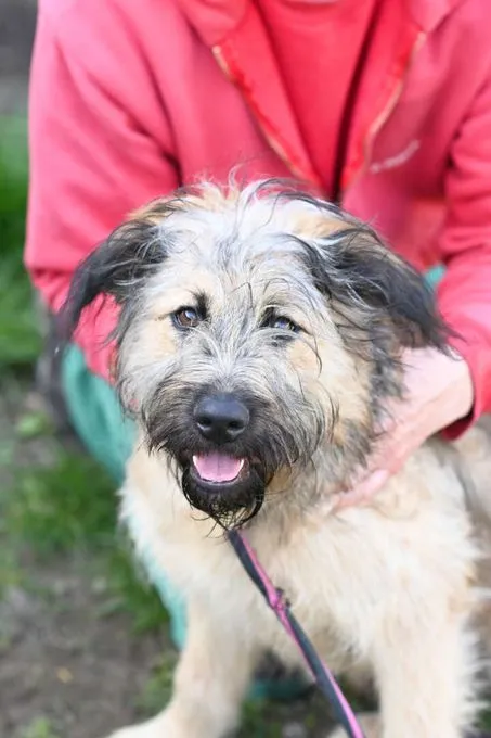 Dog from shelter, Grisu | Mischling Female