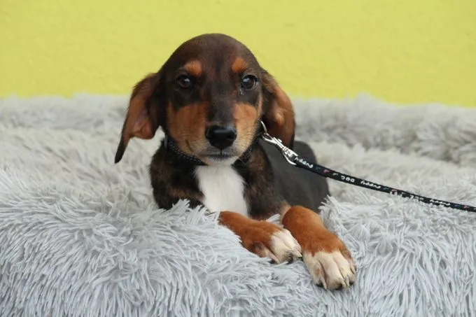 Sanio - Mischling zur Adoption