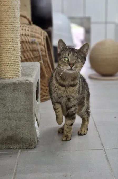 Cat from shelter, Motsy | Getigert Ekh Female