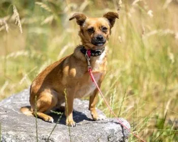Dog from shelter, Rachel | Beige Chihuahua Mischling Female