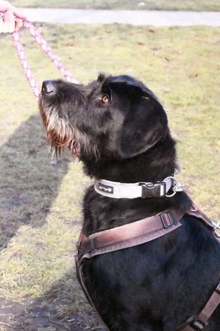 Hund aus Tierheim, Pepper | Drahthaar Labrador Mix Weiblich
