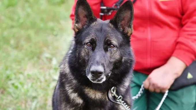 Sammy - deutscher-schaeferhund zur Adoption