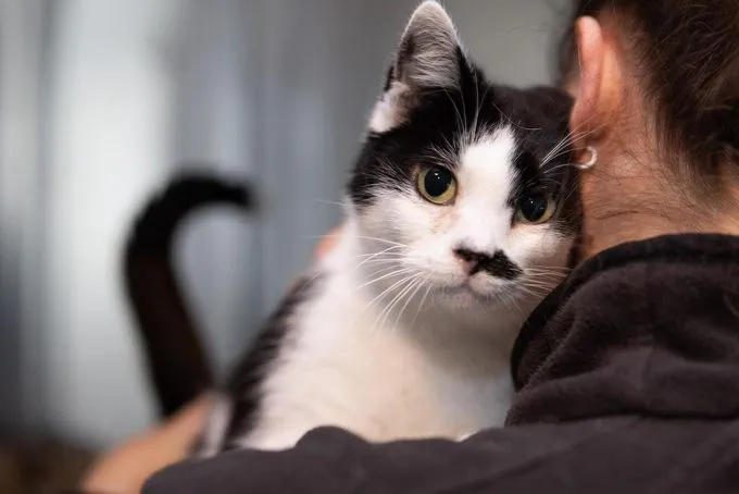 Cat from shelter, Juniper | Schwarz Weiß Ekh Female