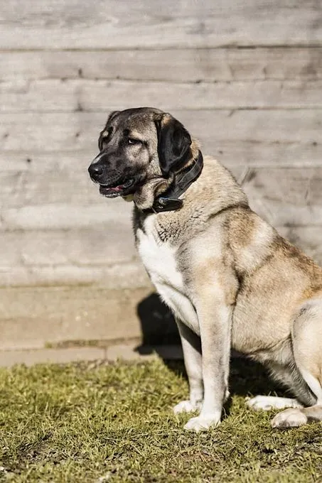 Dog from shelter, Lady | Beige Mit Schwarzer Maske Kangal Female