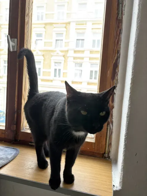 Shadow - ekh zur Adoption