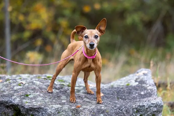 Donna - Zwergpinscher zur Adoption