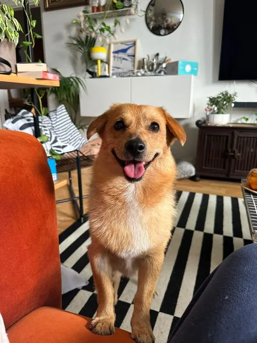Maxi - mischling zur Adoption